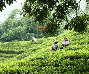 Beautiful Asia photos - sri lanka tea fields.jpg